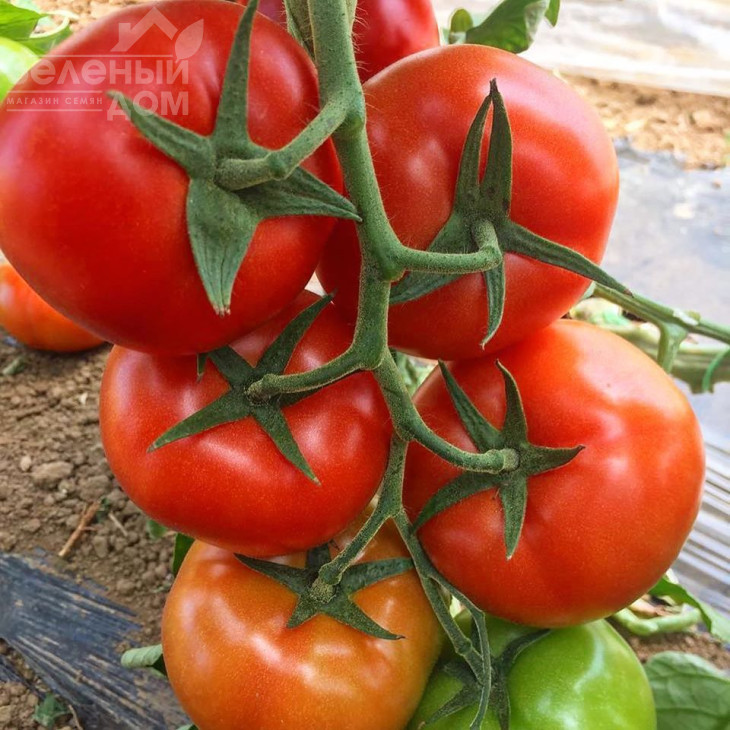 Прайд F1 / Prayd F1,100 днів фото 4