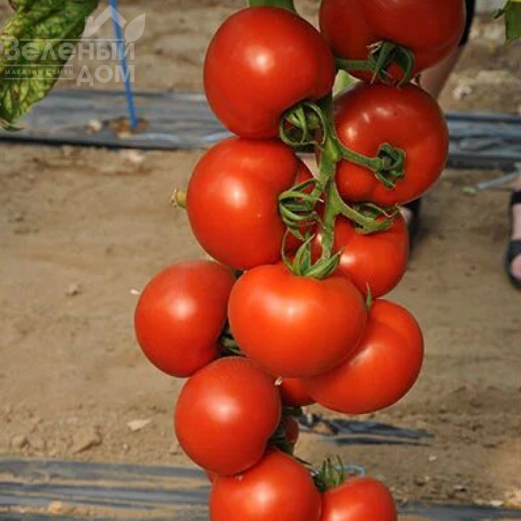 Черокі F1 / Cheroki F1,70 днів фото 1