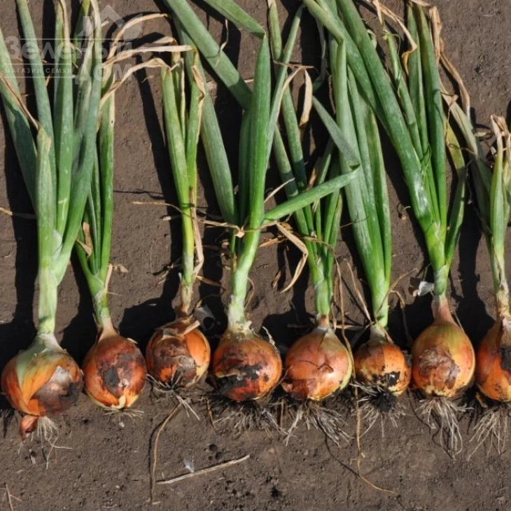 Голд Стар F1 / Gold Star F1, 120-125 дней фото 4