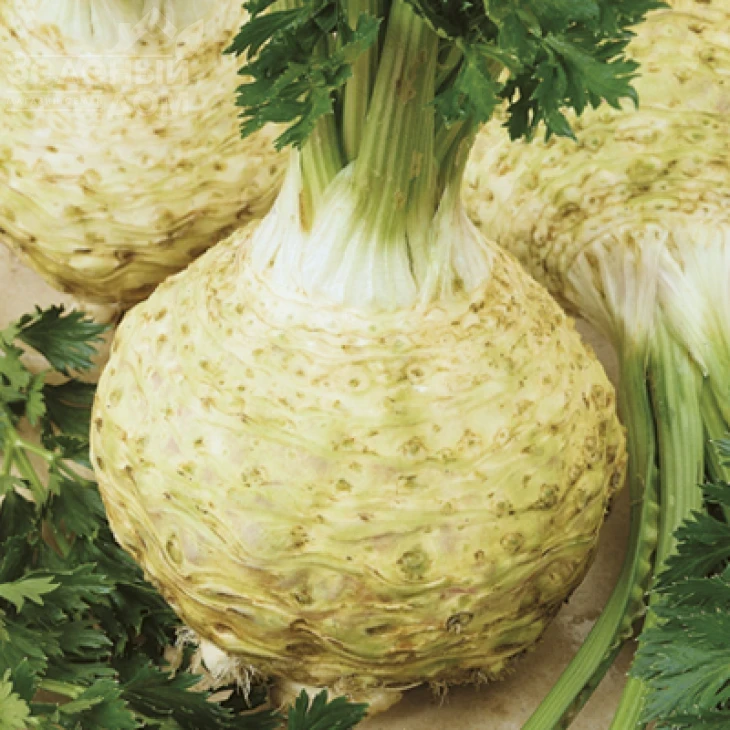 Неон / Neon,130-140 дней фото 1