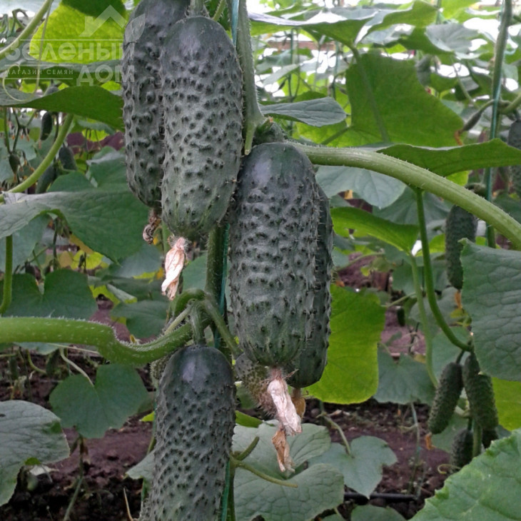 СВ 3506 CV F1 / SV 3506 CV F1,40-45 днів фото 2