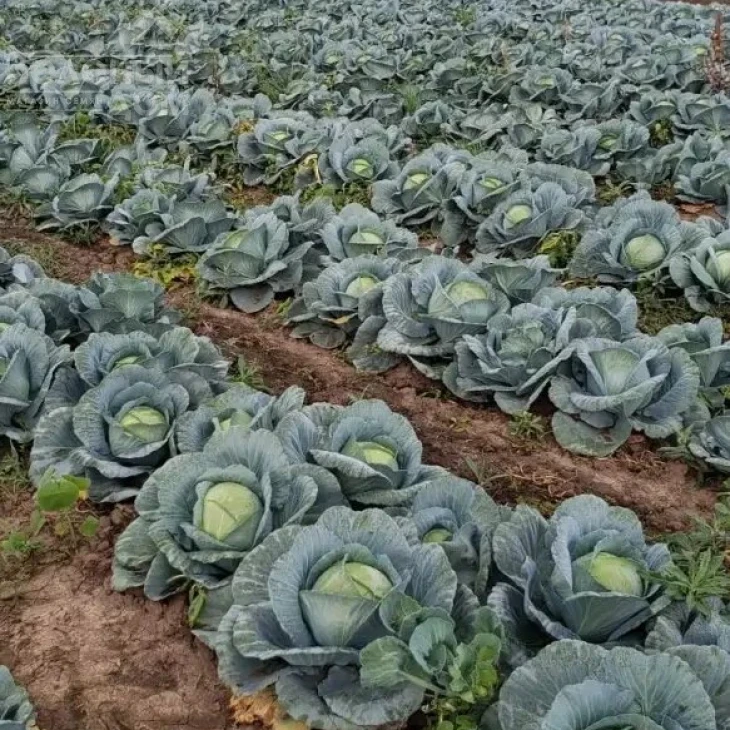 Сапфир F1 NWB / Sapfir F1 NWB,110 дней фото 3