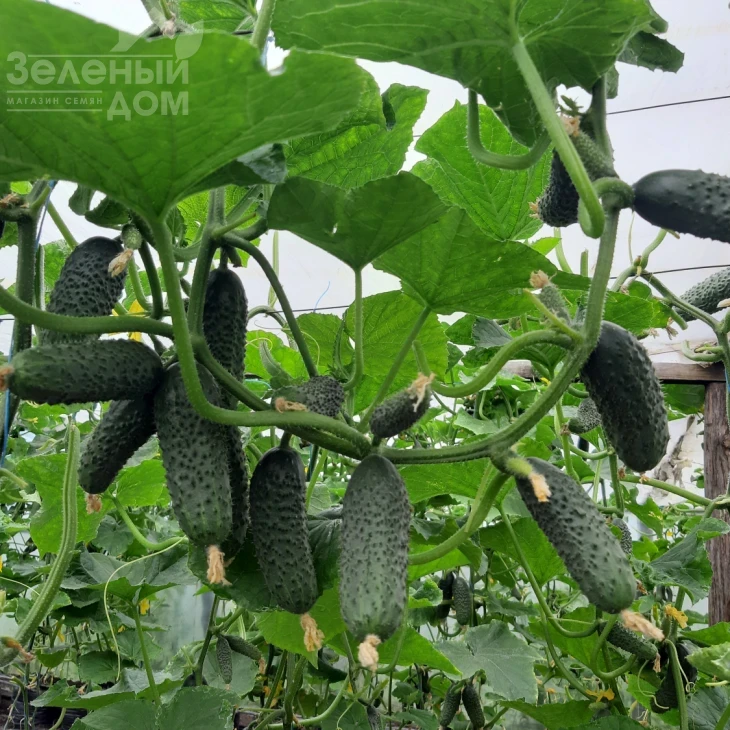 Коломбо F1 (ГБ 08) / Colombo F1 (GВ 08), 35-45 дней фото 6