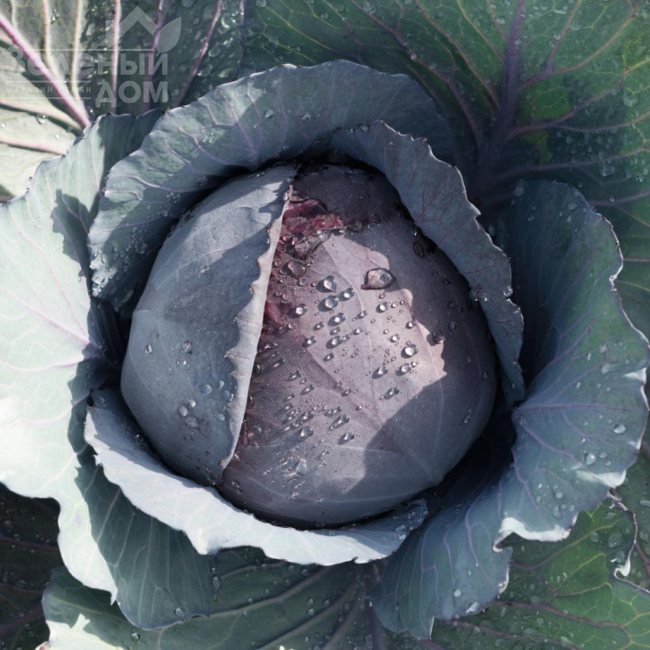 Ранчеро F1 / Ranchero F1,92 дні фото 1