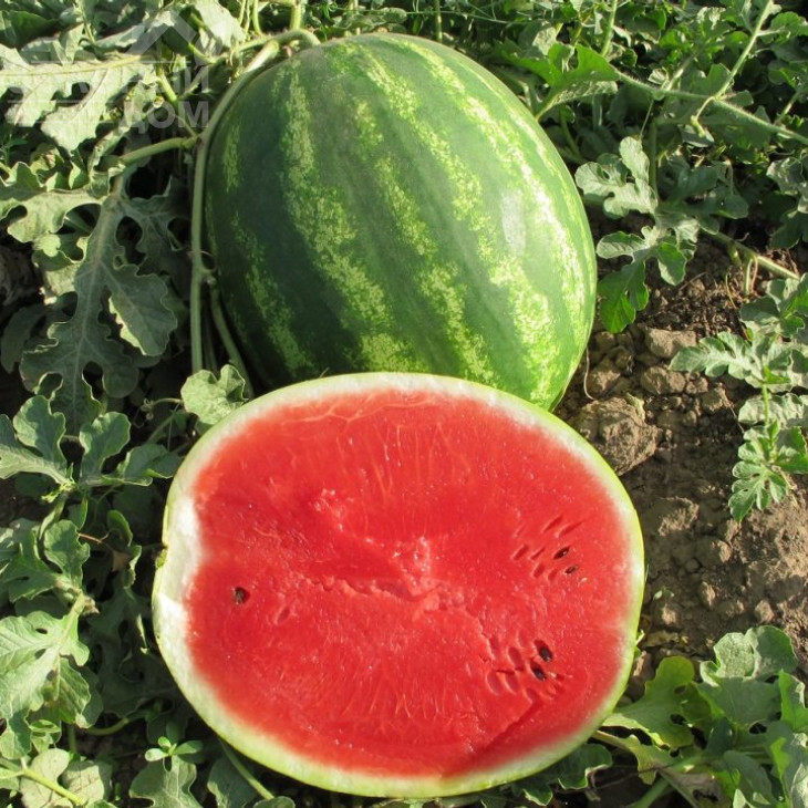 Талісман F1 / Talisman F1,62-65 днів фото 3