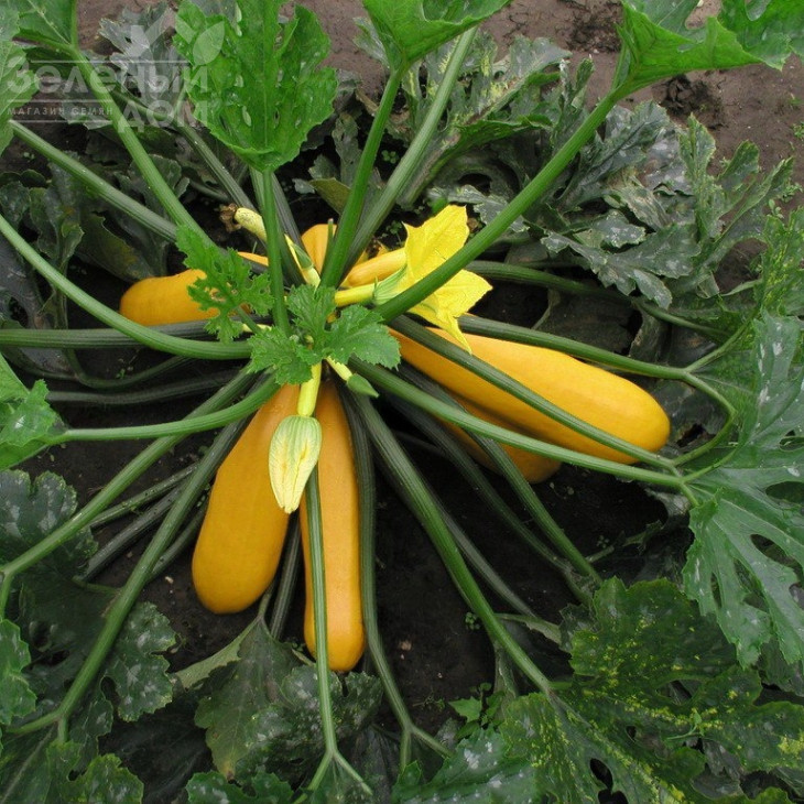 Голдлайн F1 / Goldline F1, 40-45 днів фото 1