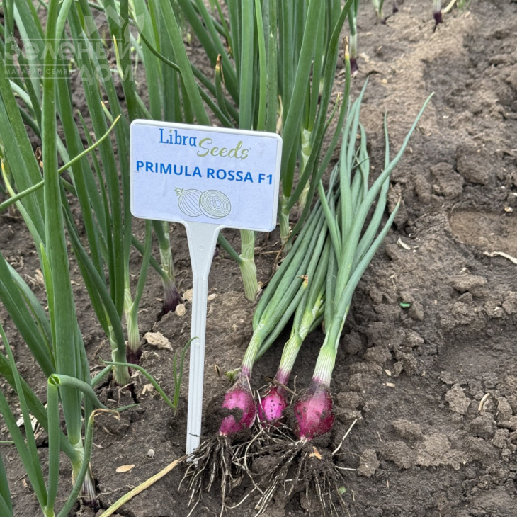 Прімула F1 / Primula F1, 280-285 днів фото 2