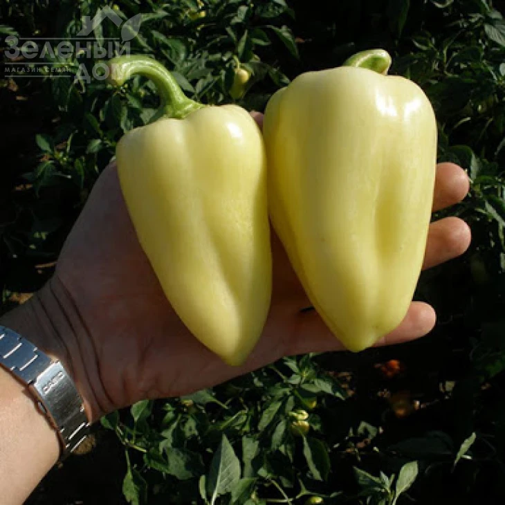 Слована F1 / Slovana F1,50-60 дней фото 1