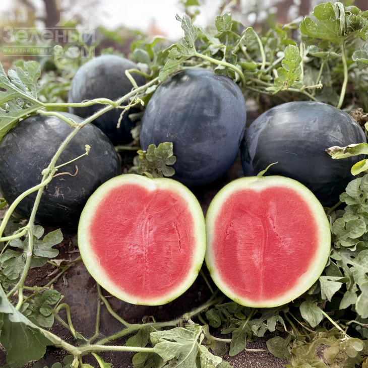 Стелс F1 / Stealth F1, 63–65 днів фото 1