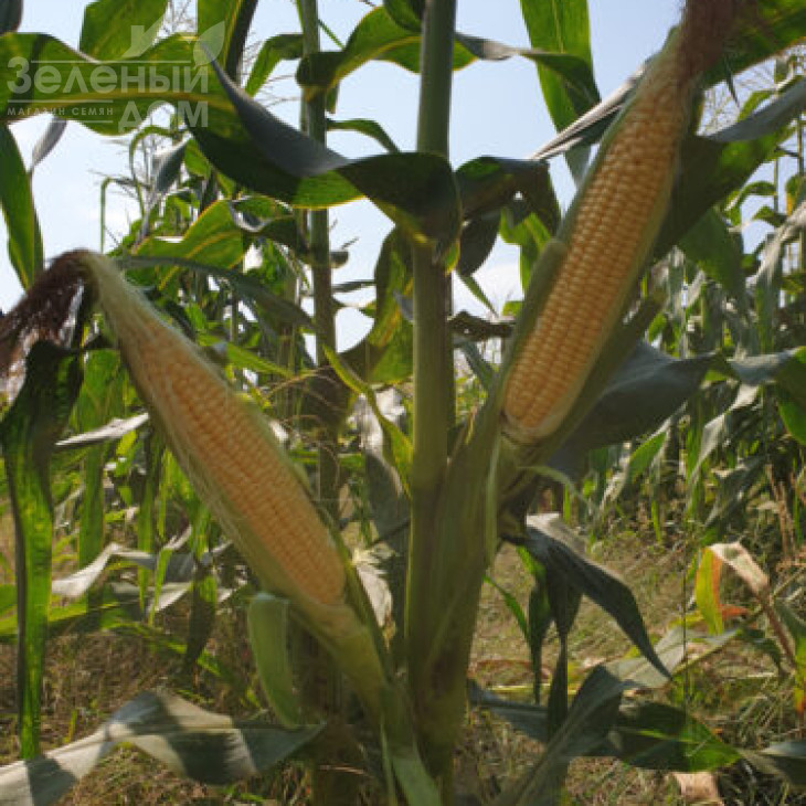 1801 F1 / 1801 F1,74-77 днів фото 4