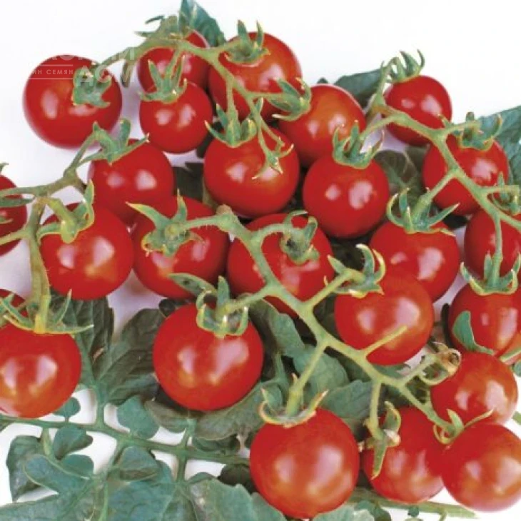 Старскрим F1 / Starskrim F1,95 дней фото 1