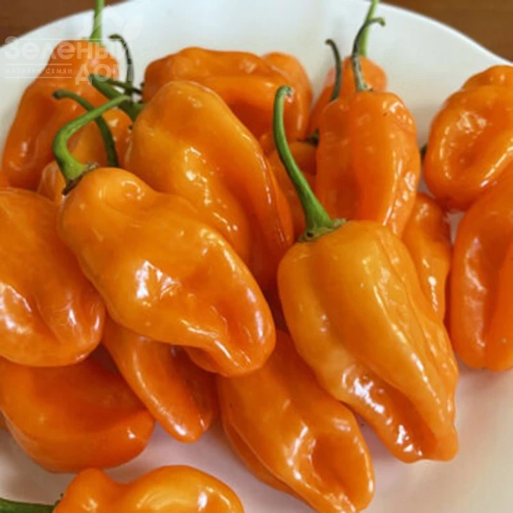 6001 F1 / 6001 F1, 60 дней фото 3