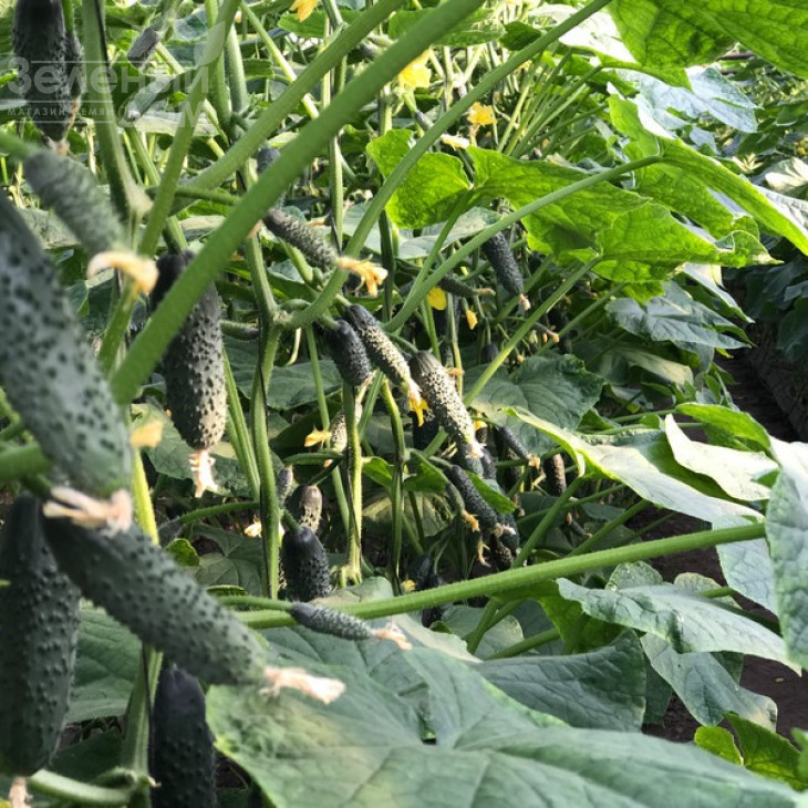 Северін F1 / Sewerin F1,32-35 днів фото 3