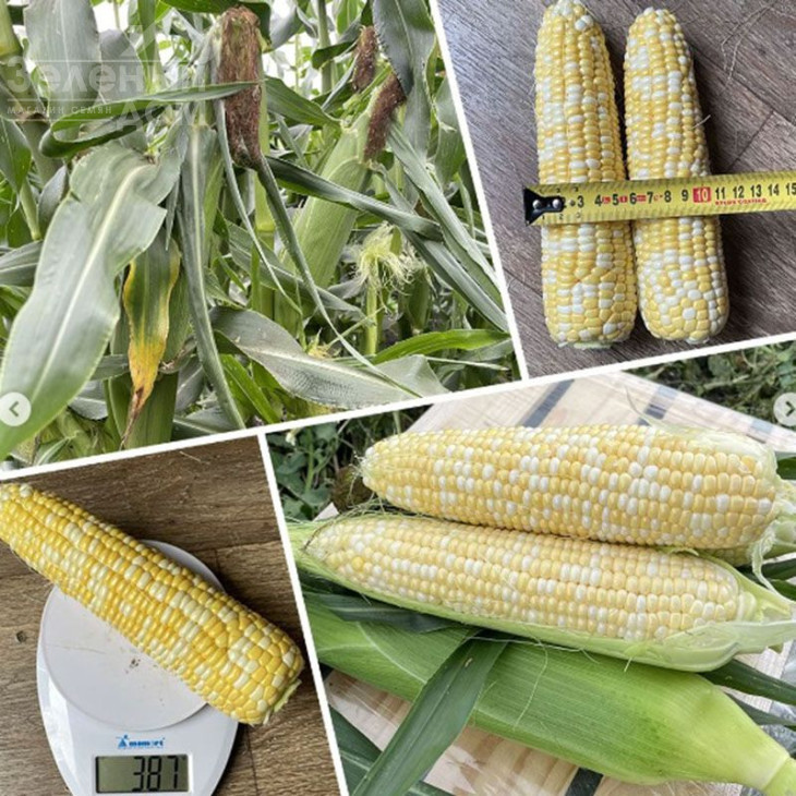 Ескорт F1 / Escort F1,76 днів фото 2