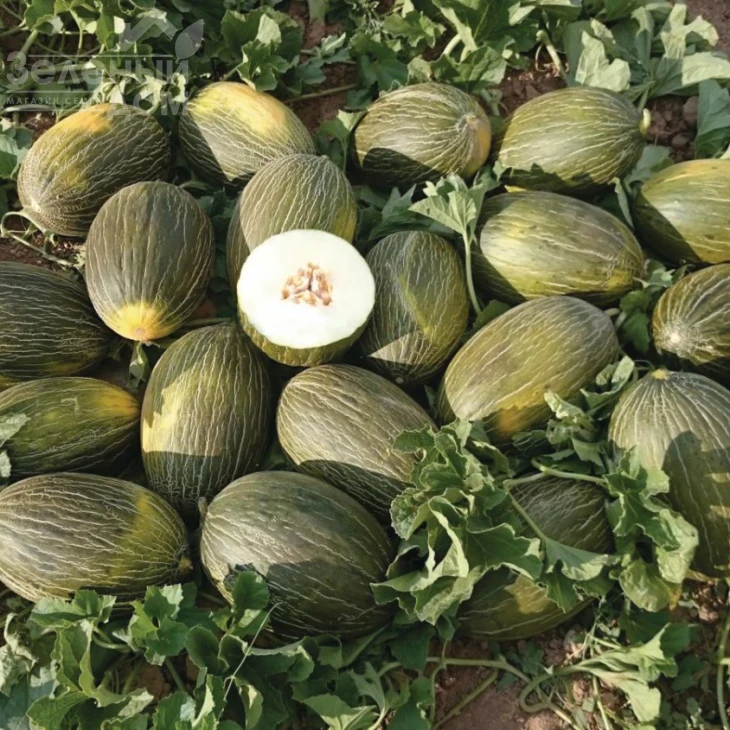 Алмаден F1 / Almaden F1 фото 1