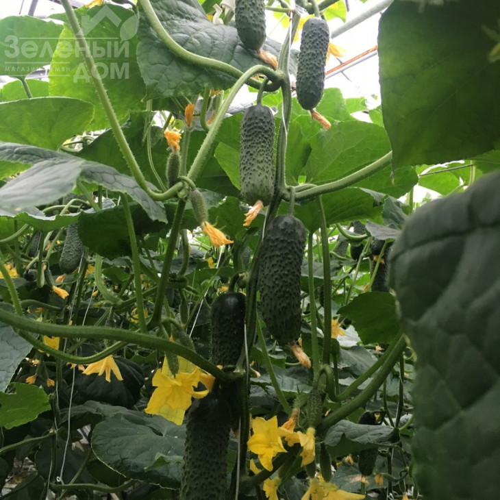 Тріоле F1 / Triole F1 фото 1