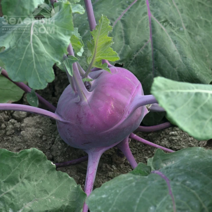 Колибри F1 / Kolibri F1,130 дней фото 1