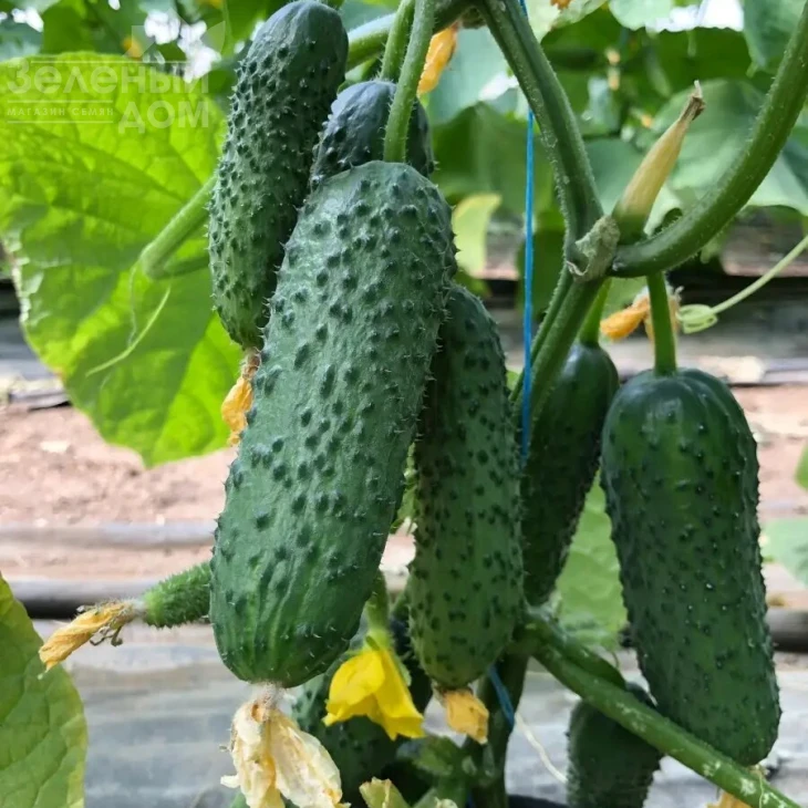 Аскольд F1 / Askold F1 фото 1