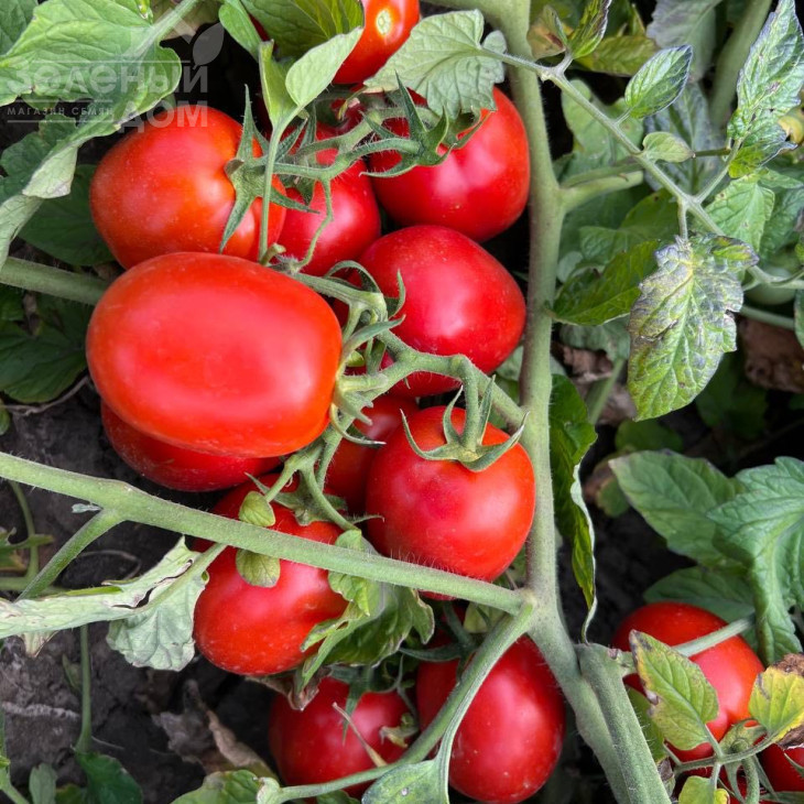 НМ 5900 F1, 115-120 днів фото 3