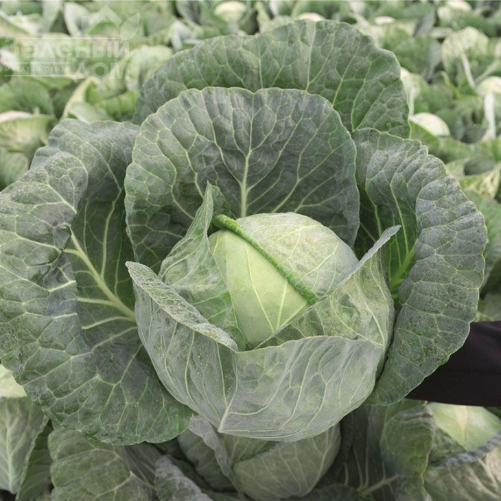 Конкерор F1 / Conqueror F1,66 днів фото 1