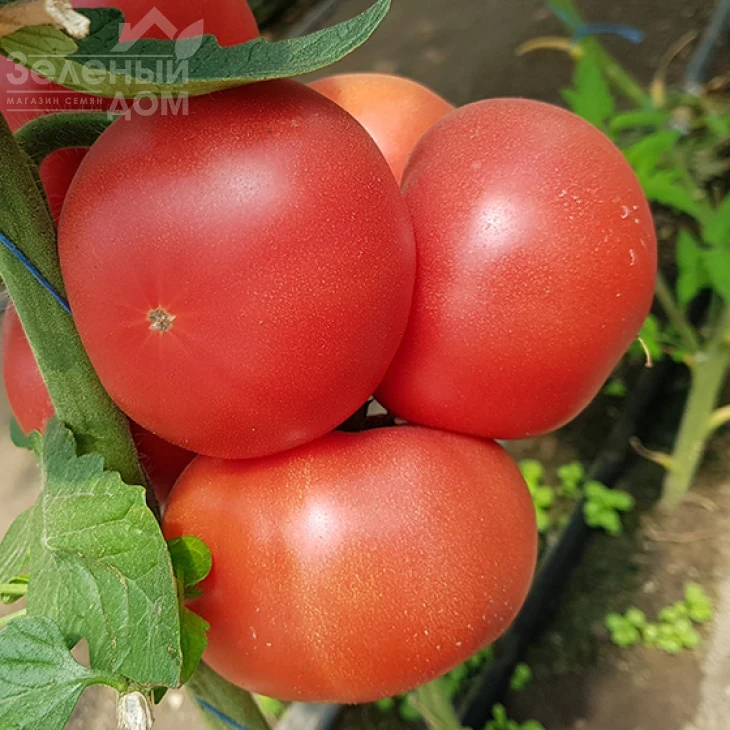 Пинк Айди F1 / Pink Id F1 фото 1