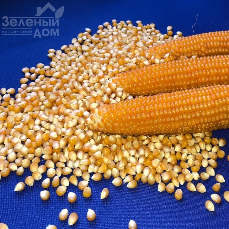 Эстрелла F1 / Estrella F1,95 дней фото 2