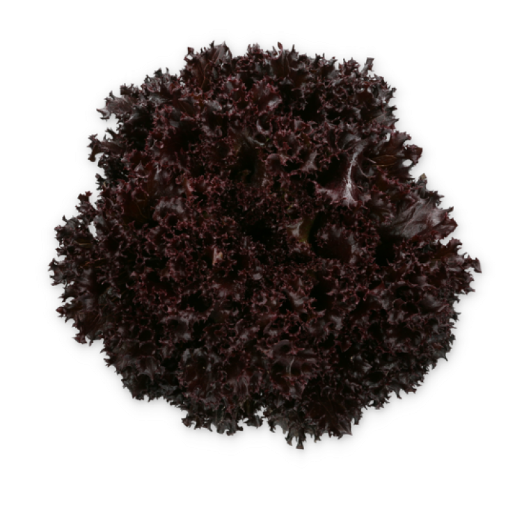 Скамандер / Scamander фото 4