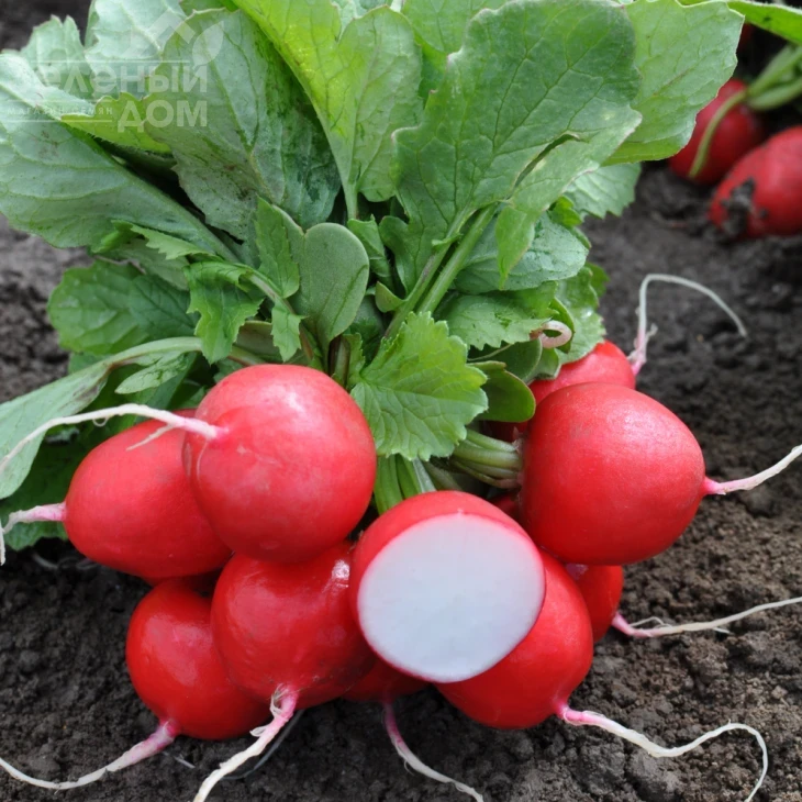 Прелито F1 / Prelito F1,20-22 дня фото 2