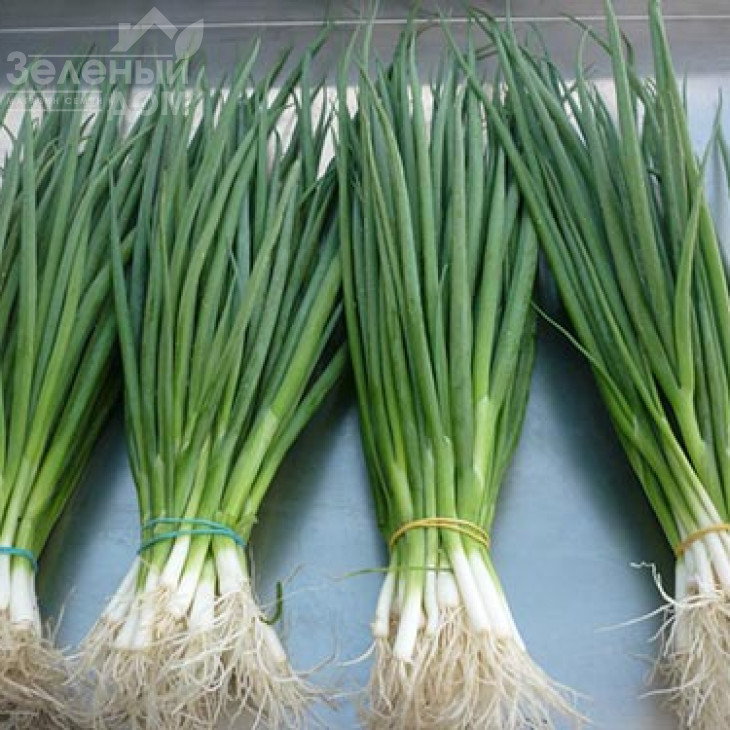 Кай / Kaj,65-70 днів фото 1