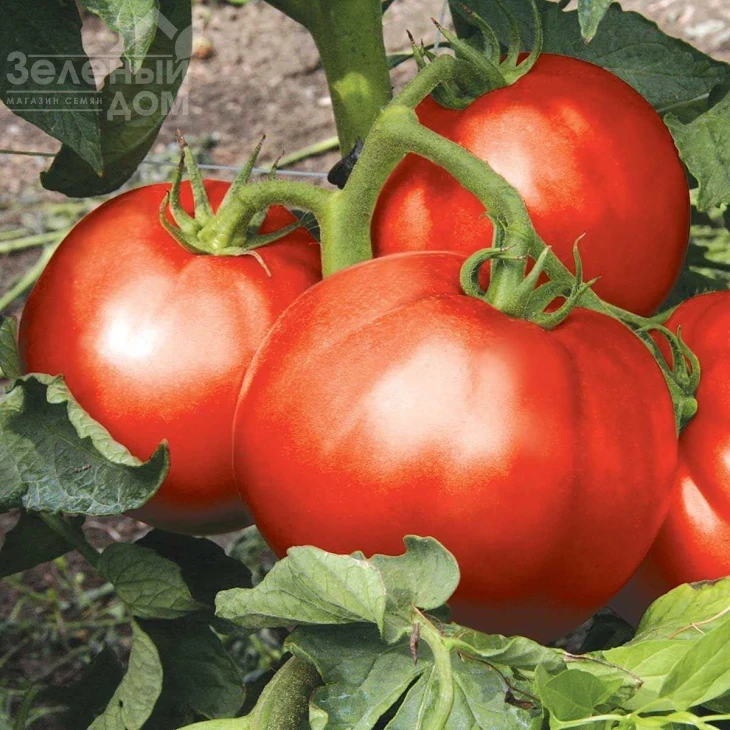 Монталбан F1 / Montalban F1,110-120 дней фото 1