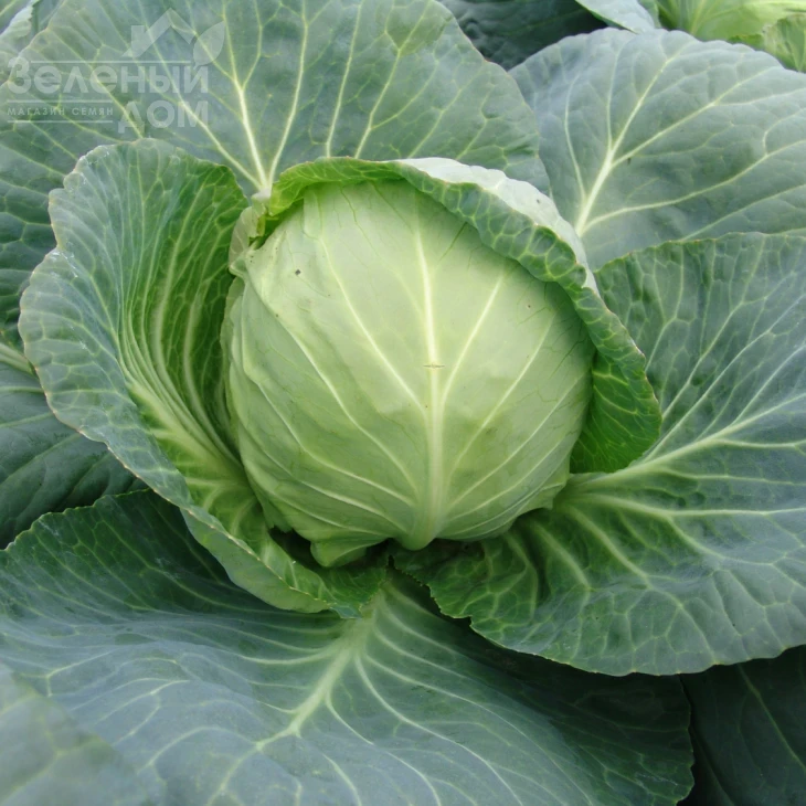 Калибро F1 / Kalibro F1,85-90 дней фото 1