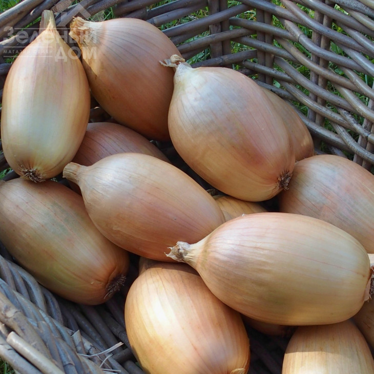 Інгот F1 / Ingot F1,115-120 днів фото 1