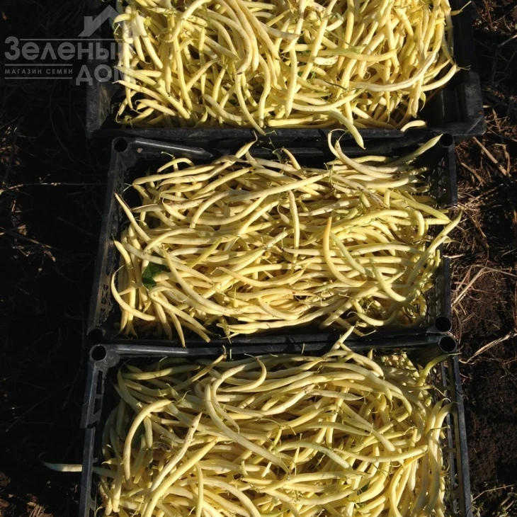 Фруидор / Fruidor фото 3