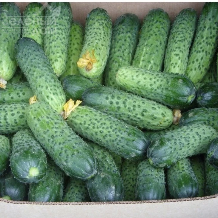 Меренга F1 / Merengue F1,38-40 дней фото 2