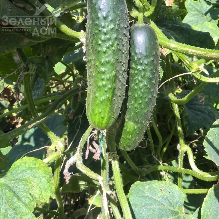 Дерия F1 / Derya F1,45 дней фото 2