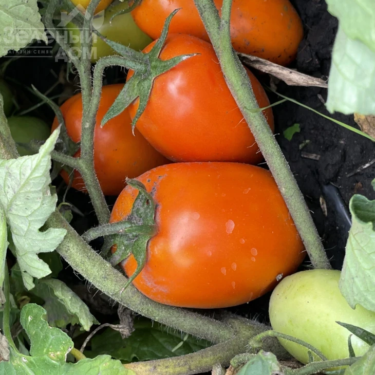 Оранж Плам F1 / Orange Plam,100 дней фото 6