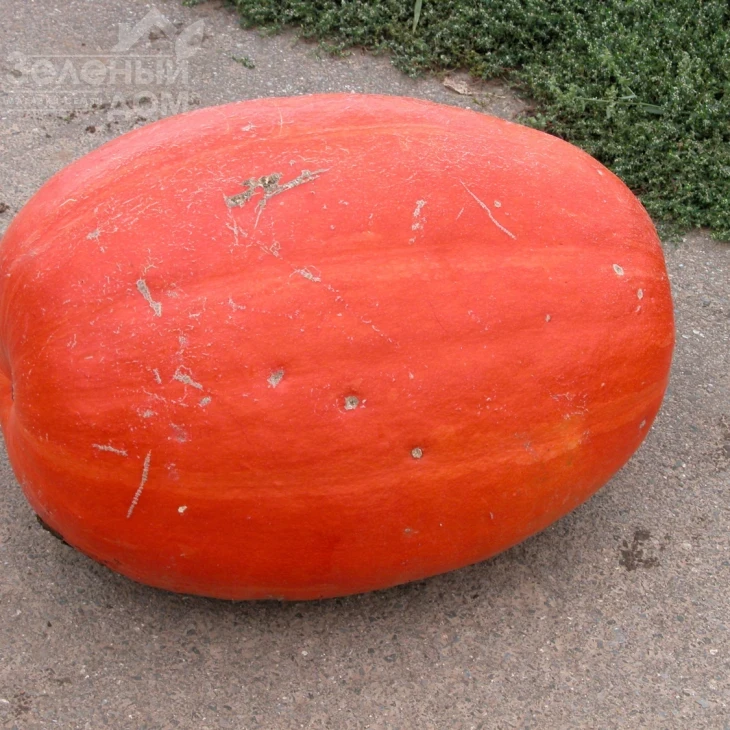 Голиаш (Атлант) / Goliash (Atlant),110-130 дней фото 1