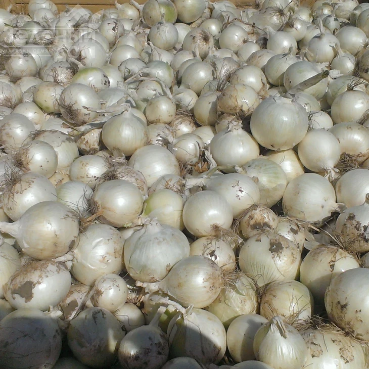 Примо Бланко F1 / Primo Blanco F1, 110-115 дней фото 1