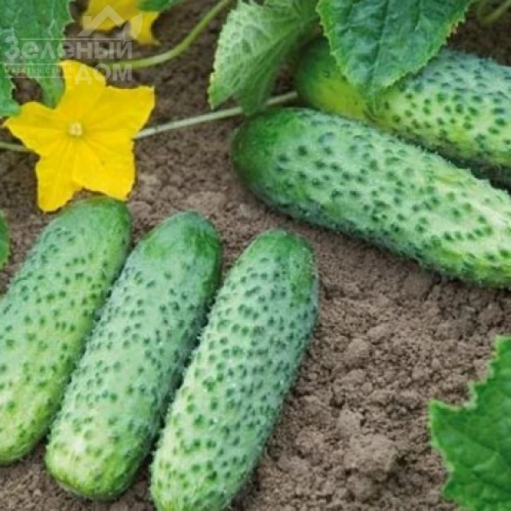 Кибрия F1 / Kybria F1,38-42 дня фото 2