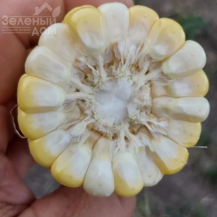 Ксанаду F1 ( Нирвана F1) / Xanadu F1 ( Nirvana F1), 71-72 дня фото 2