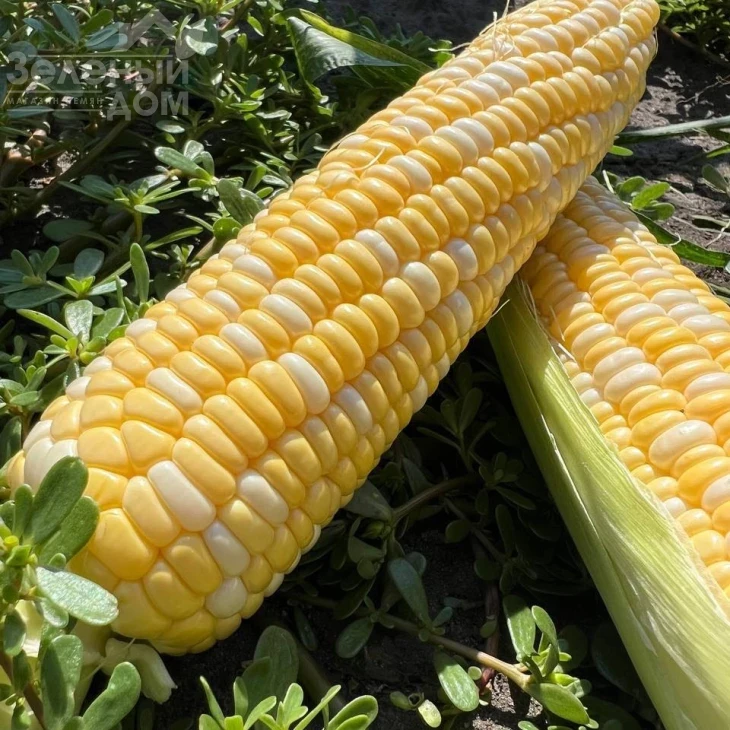 Сприц F1 / Spritz F1, 73-74 дня фото 4