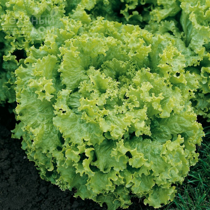 Перл Джем / Perl Jem фото 1