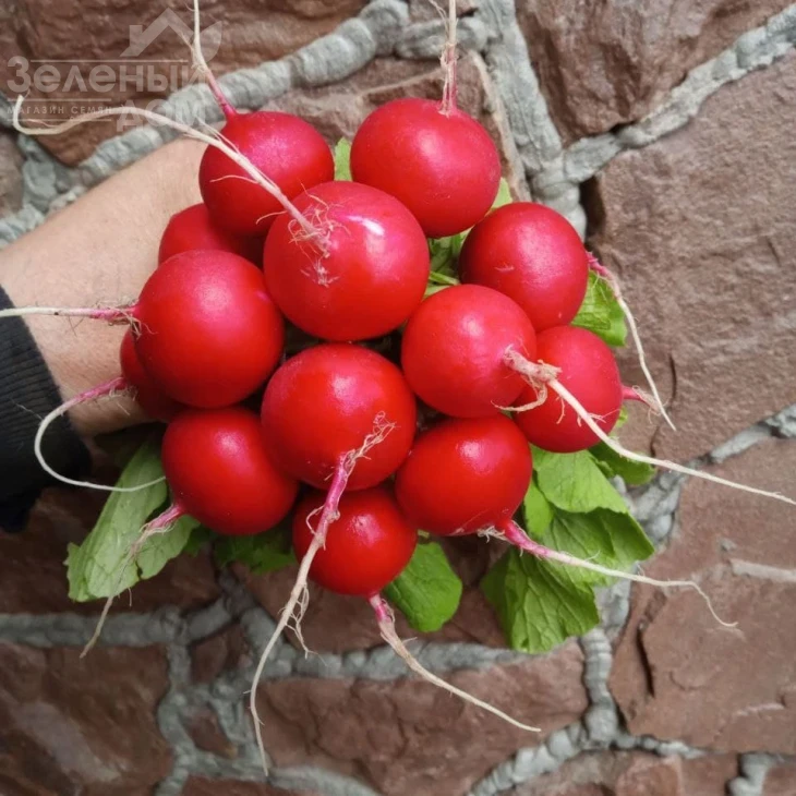 Кранч Роял F1 / Kranch Royal F1, 20 - 25 дней фото 1