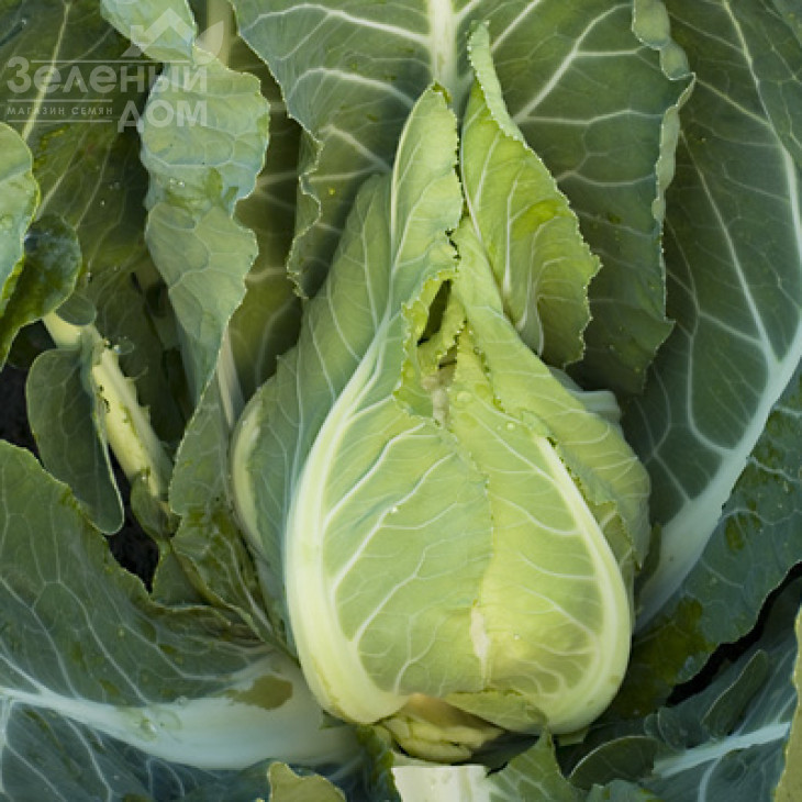 Клафорса F1 / Claforsa F1,70-75 днів фото 1