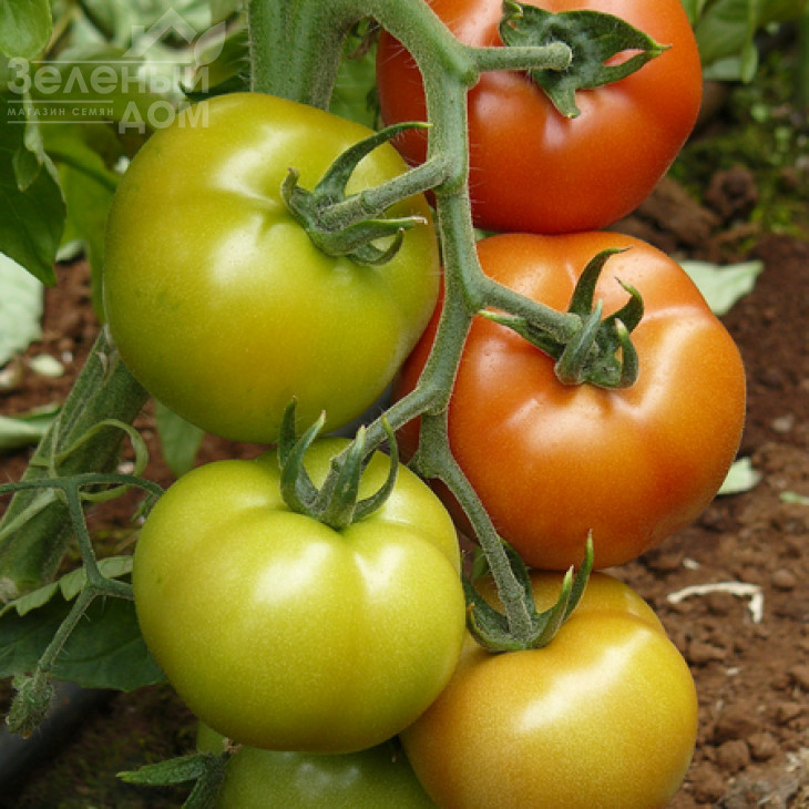 Саннерін F1 / Sannerin F1  фото 1