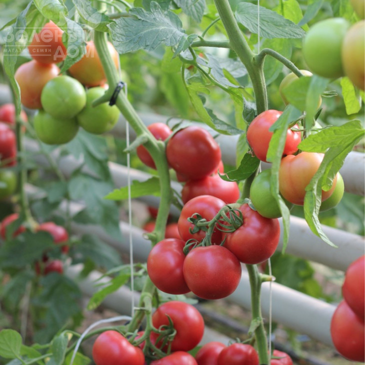 Пінк Шайн F1 / Pink Shine F1,110-120 днів фото 1