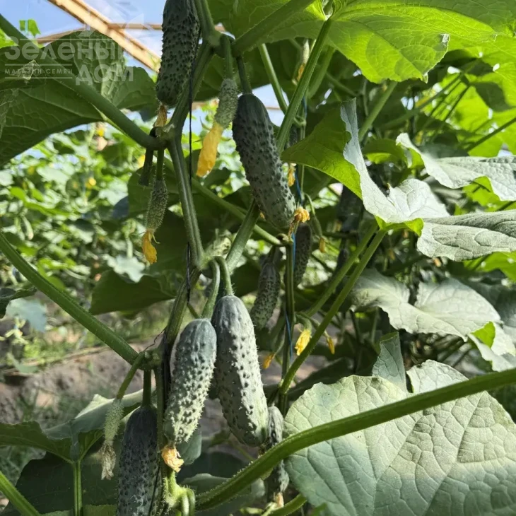 Мираж F1 / Mirazh F1 фото 1