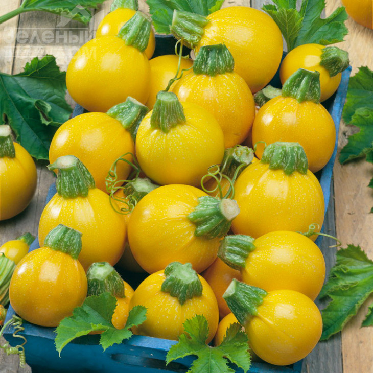 Голд Болл F1 / Gold Ball F1,45-50 днів фото 1