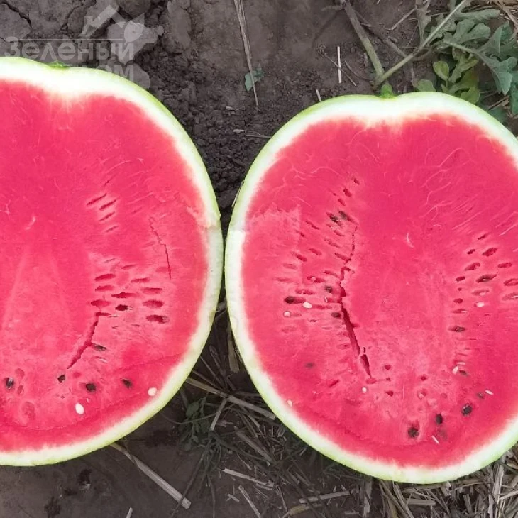 Бомбейро F1 / Bombeiro F1 фото 3