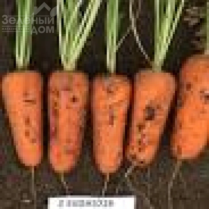 Абразо F1 / Abrazo F1,88–92 дня фото 2